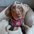 Load image into Gallery viewer, Tart'n Up Anti-Rub Dachshund Harness Red Tartan Sausage Dog Print