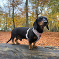 Load image into Gallery viewer, Frosty Sausages DoxieLite Anti-Rub Christmas Dachshund Harness