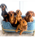 Load image into Gallery viewer, Sausage Dog Box, Dachshund Amity Blue/Gold Luxury Velvet Dog Bed Sofa