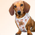 Load image into Gallery viewer, Anti-Rub Dachshund Harness - Ahoy Star Sausage
