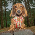 Load image into Gallery viewer, Shroom Dog Anti-Rub Sausage Dog Harness