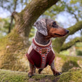 Load image into Gallery viewer, Beige Sophisticated Sausage Dachshund Anti-Rub Dog Harness