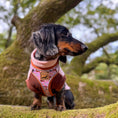 Load image into Gallery viewer, Pink Sophisticated Sausage Dachshund Anti-Rub Harness
