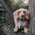 Load image into Gallery viewer, Woodland Weens DoxieLite Anti-Rub Sausage Dog Harness
