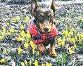 Load image into Gallery viewer, Sausage Dog Box Designer Fleece Waterproof 'Tartan' Dachshund Coat