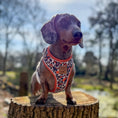 Load image into Gallery viewer, Howdy Cowboy Anti-Rub Harness for Dachshunds / Adjustable Sausage Dog Harness