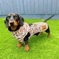 Load image into Gallery viewer, Weiner On Wheels Polartec Waterproof Dachshund Coat - Sausage Dog Box