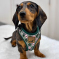 Load image into Gallery viewer, Pink Rosewood Argyle Dachshund Dog Harness