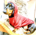 Load image into Gallery viewer, Sausage Dog Box Burgundy Dachshund Hoodie