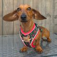 Load image into Gallery viewer, Sausage Pole Anti-Rub Dachshund Christmas Harness