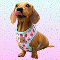 Load image into Gallery viewer, A Dach Of Sweetness Anti-Rub Dachshund Harness - Sausage Dog Box