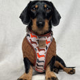 Load image into Gallery viewer, Beige Sophisticated Sausage Dachshund Anti-Rub Dog Harness