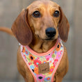 Load image into Gallery viewer, It's All Groovy Anti-Rub Dachshund Harness