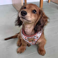Load image into Gallery viewer, Beige Sophisticated Sausage Dachshund Anti-Rub Dog Harness