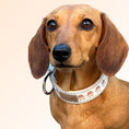 Load image into Gallery viewer, Ahoy Star Sausage Collar