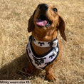 Load image into Gallery viewer, BARK AVENUE Adjustable Harness - 3 colours
