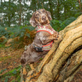 Load image into Gallery viewer, Shroom Dog Anti-Rub Sausage Dog Harness