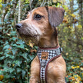 Load image into Gallery viewer, Houndstooth Anti-Rub Dachshund Harness For Sausage Dogs