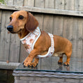 Load image into Gallery viewer, Anti-Rub Dachshund Harness - Ahoy Star Sausage