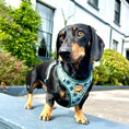 Load image into Gallery viewer, Blue Highland Argyle Dachshund Dog Harness