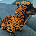 Load image into Gallery viewer, Dachshund Outfit - Tiger Cub