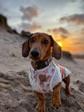 Load image into Gallery viewer, Anti-Rub Dachshund Harness - Ahoy Star Sausage