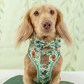Load image into Gallery viewer, Sniffari Dachshund Anti-Rub Harness