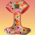 Load image into Gallery viewer, It's All Groovy Anti-Rub Dachshund Harness