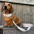 Load image into Gallery viewer, Ahoy Star Sausage Lead