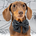Load image into Gallery viewer, Black Twilight Doxie Sailor Bow for Dogs