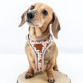 Load image into Gallery viewer, Honey Bear DoxieLite Sausage Dog Anti-Rub Harness