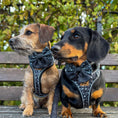 Load image into Gallery viewer, Twilight Doxie Sausage Dog Anti-Rub Harness