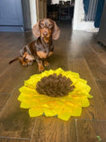 Load image into Gallery viewer, Sausage Dog Box, Dachshund Sunflower Anxiety Snuffle Mat