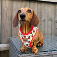 Load image into Gallery viewer, Strawberries & Weens Anti-Rub Dachshund Harness