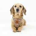 Load image into Gallery viewer, Doxie StepMag Step-in Magnetic Dachshund Harness - Sophisticated Sausage