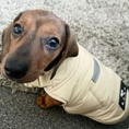 Load image into Gallery viewer, BARK AVENUE Luxury Ultimate Explorer Coat - Stone