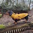 Load image into Gallery viewer, Tweenie Dachshund wearing a mustard and brown DoxieDri waterproof fleece jumper showing the fit on a broader Dachshund body shape