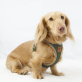 Load image into Gallery viewer, Regency Green StepMag magnetic step-in dog harness for dachshunds