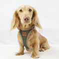 Load image into Gallery viewer, Long-haired dachshund wearing the Regency Green StepMag harness designed for sausage dogs