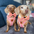 Load image into Gallery viewer, Two dachshunds wearing Tutti Fruitti DoxieLite anti-rub harnesses outdoors