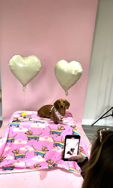 Unleashing Style and Support: The Sausage Dog Box Dachshund Charity Harness Collection Photoshoot