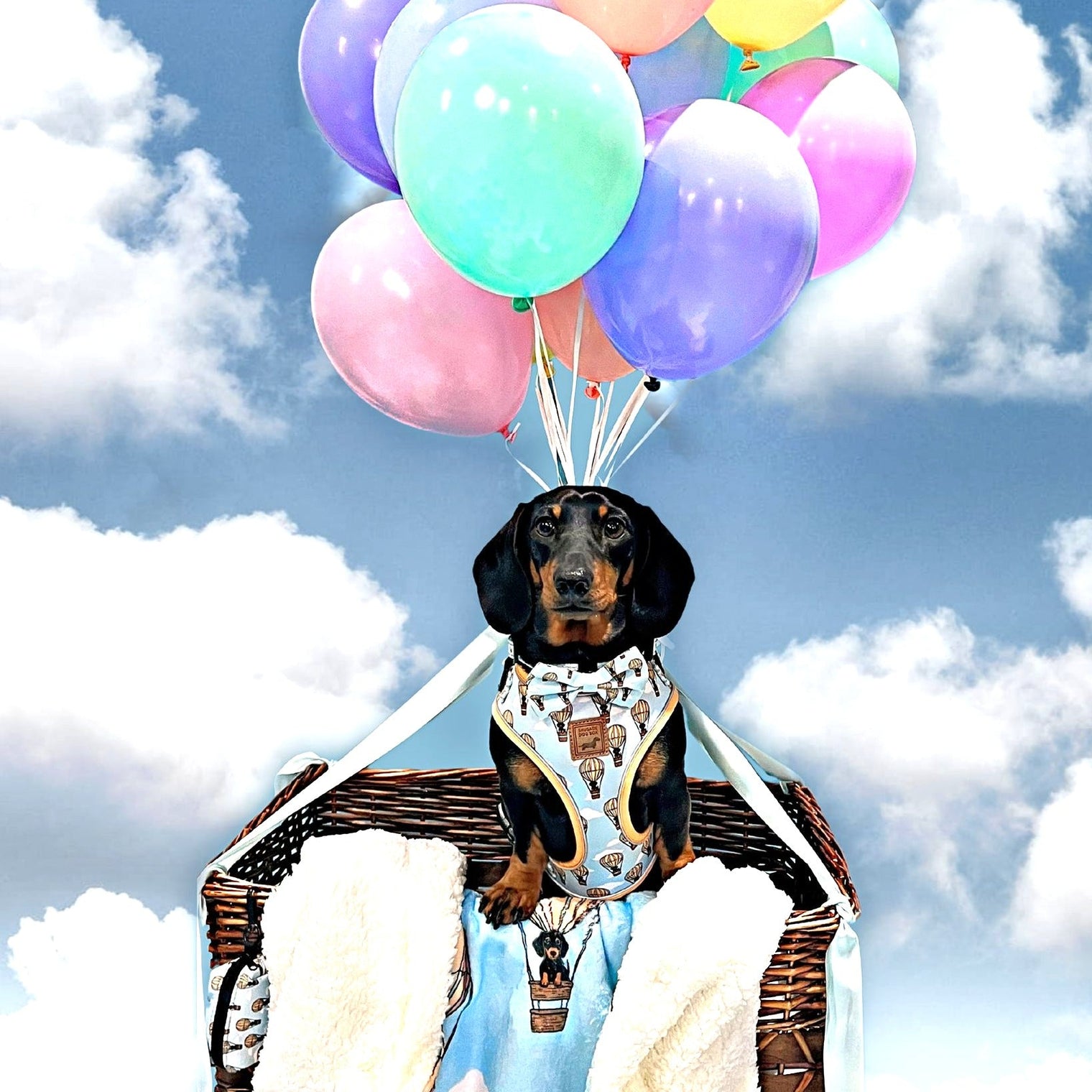 Dachshunds around the world 🌎 Names and Clothing for Sausage Dogs