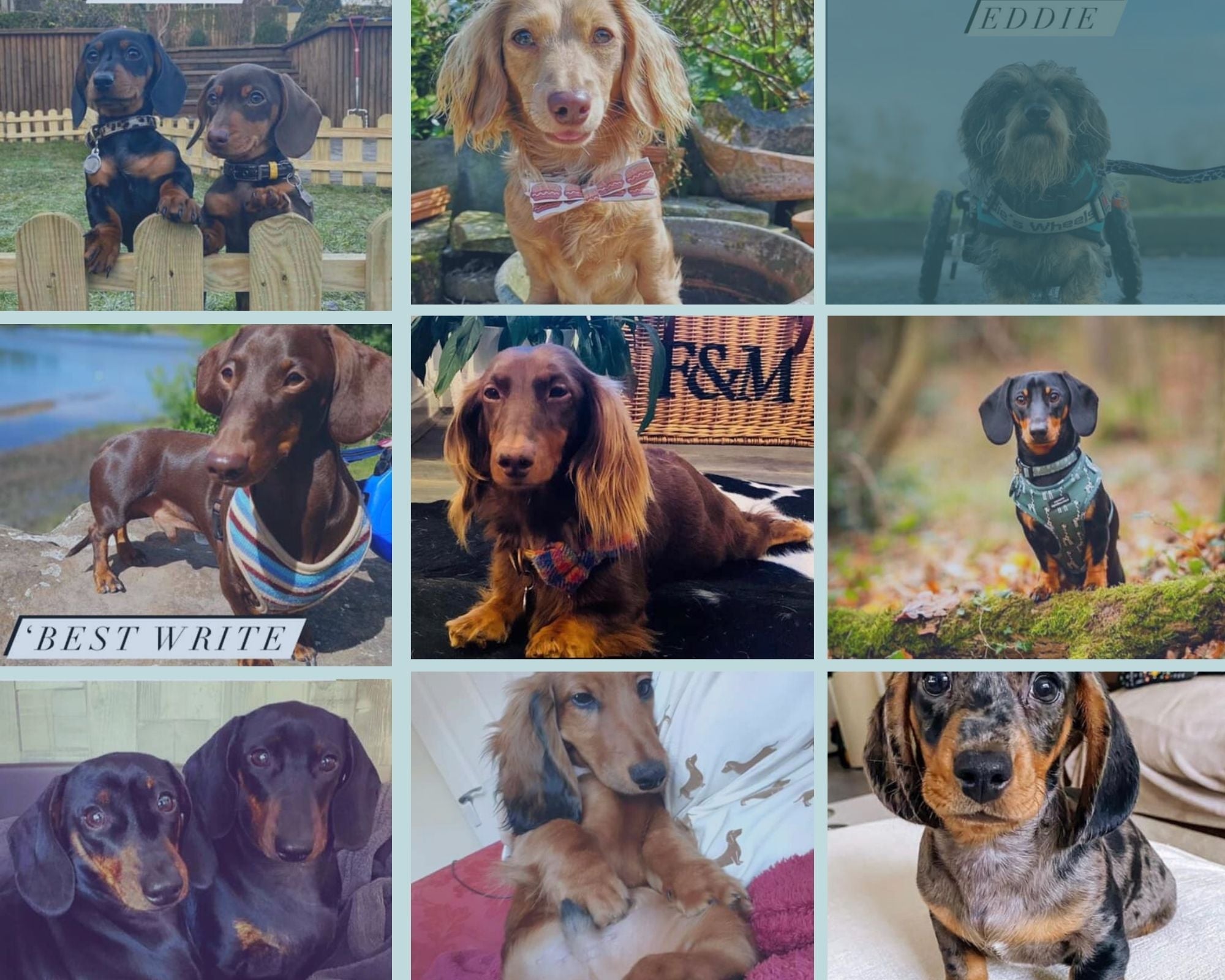 Sausage Dog Box - Top Models