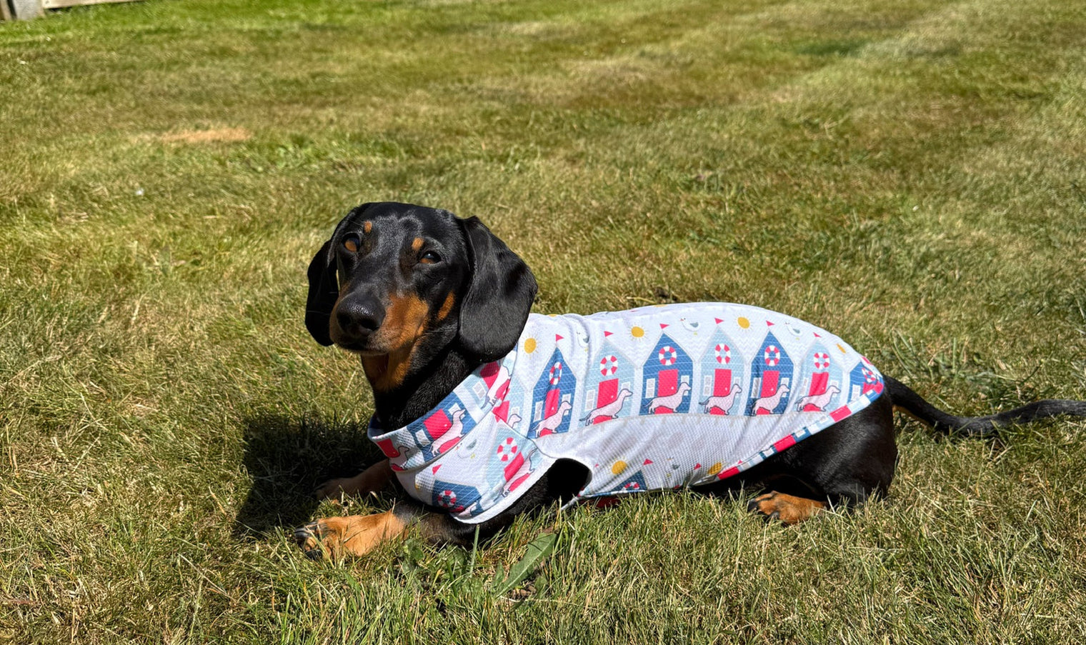 New DoxieCool Designs & How to Keep Your Dachshund Cool in Hot Weather