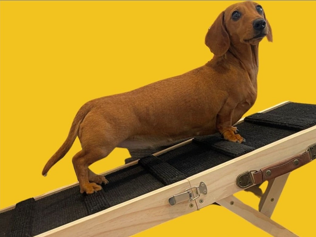 Are Dachshunds being banned in Germany?