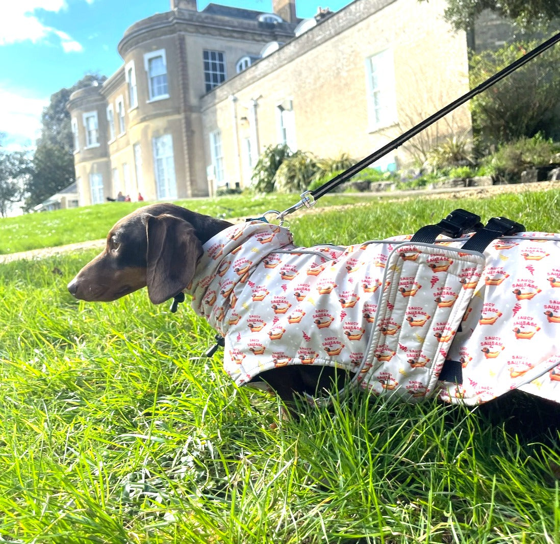 "Should my Dachshund Wear Clothes?" Exploring the Benefits and Style of Dachshund Apparel and Accessories
