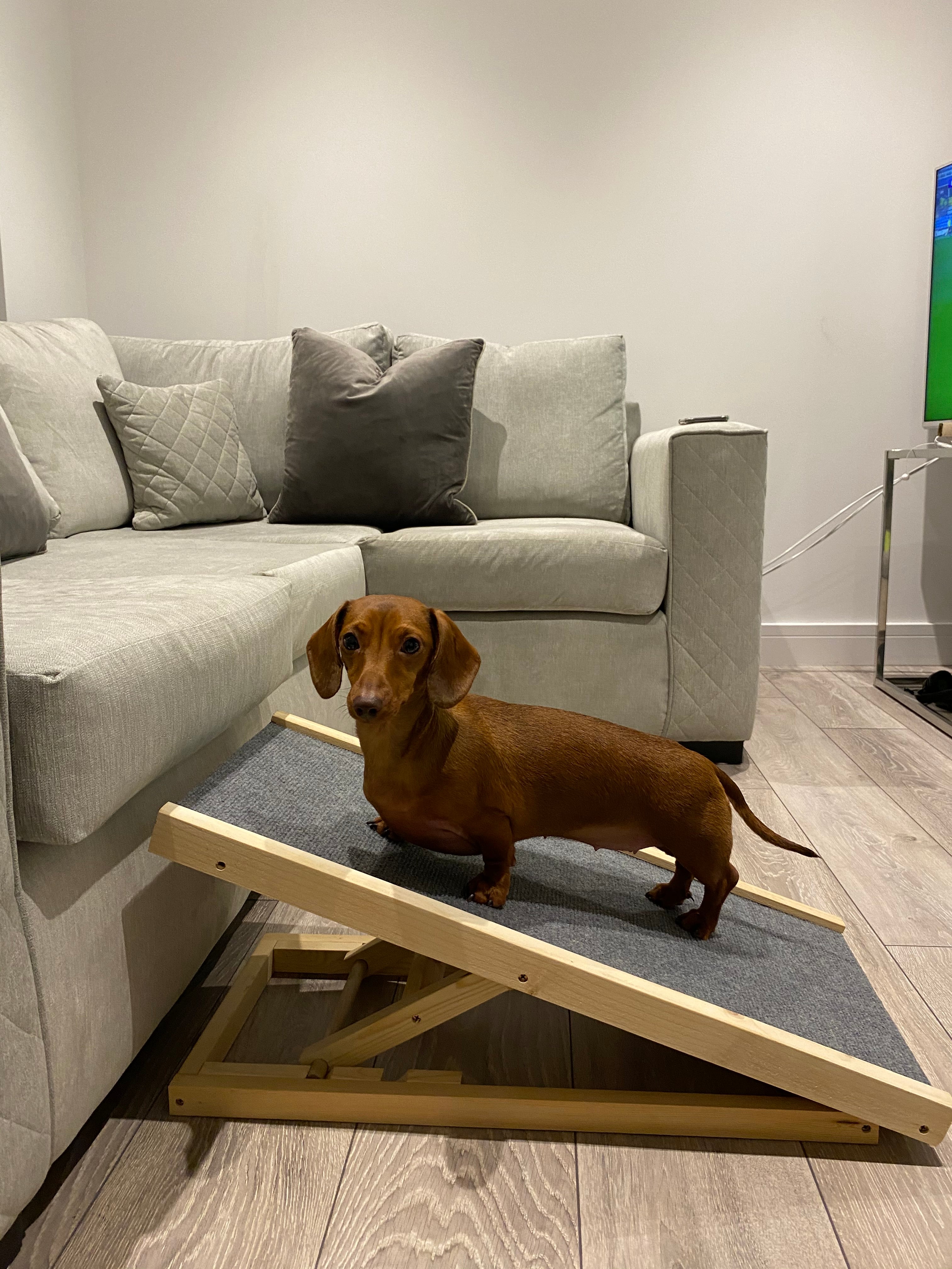 How to reduce the chances of IVDD in Dachshunds