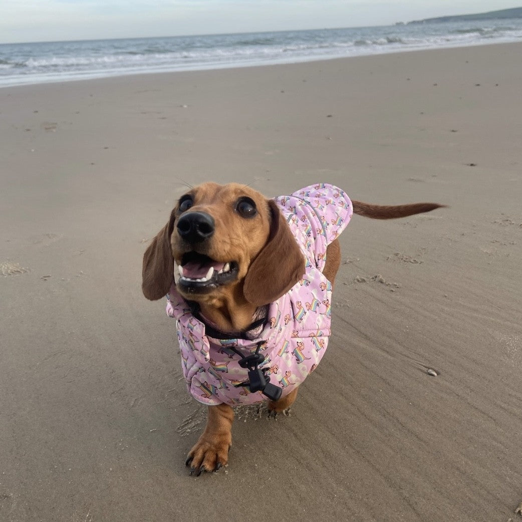 The Bark Is Worse Than The Bite: Decoding Why Dachshunds Are Such Chatty Canines