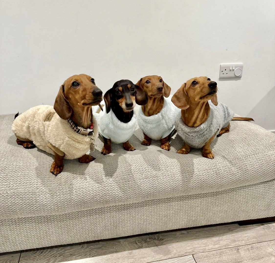 "Dachshund Delights: The Ultimate Guide to Welcoming Your New Puppy Home"