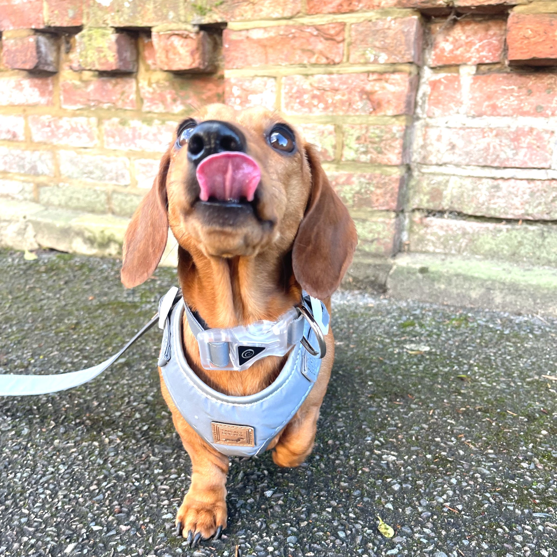 Reflective Flashing Collar - Glow Getter